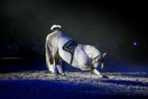 Pferdeshow APASSIONATA gastiert mit dem neuen Programm "Sehnsucht" vom 03. bis 05. April 2009 in derLanxess-Arena Köln (&copy; Thomas Brill)