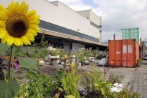 Der Carlsgarten ist ein urbaner Garten auf dem Vorplatz der Interimspielstätte des Schauspielhaus Köln dem Depot im Carlswerk Köln (© Thomas Brill)