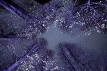 Die Weihnachts Wunderwelt im Schlosspark Schloss Benrath läd mit einigen Lichtilluminationen vom 16. November 2023 bis zum 01. Januar 2024 zu Spaziergängen durch den Lichtergarten ein (&copy; Thomas Brill)